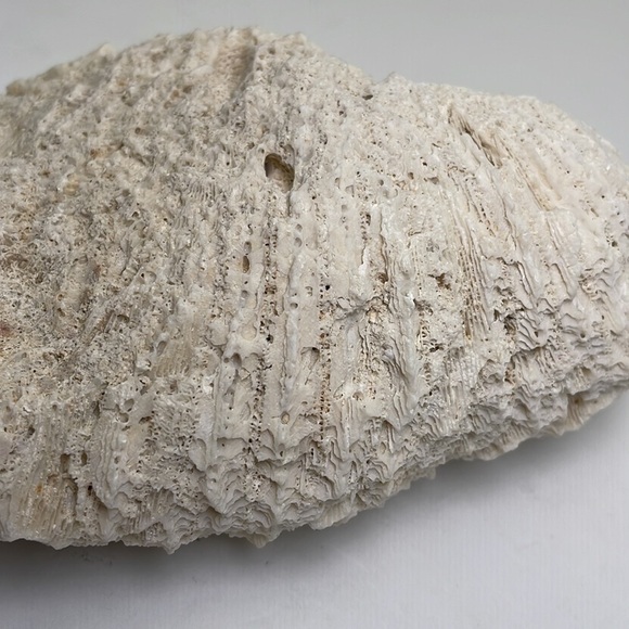Fossil Rock Coral - Picture 5 of 10